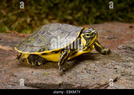 Slider, gemeinsame Schieberegler, Teich Schieberegler, Bauche Schildkröte (ist Scripta Scripta, Pseudemys Scripta Scripta, Chrysemys Scripta Scripta), liegend auf einem nassen Stein Stockfoto