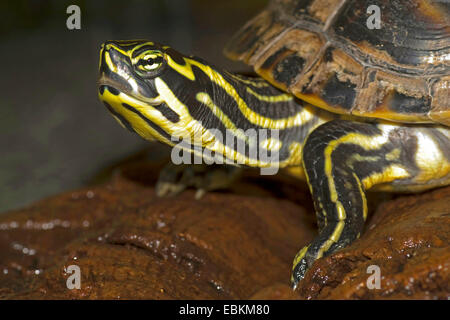 Slider, gemeinsame Schieberegler, Teich Schieberegler, Bauche Schildkröte (ist Scripta Scripta, Pseudemys Scripta Scripta, Chrysemys Scripta Scripta), liegend auf einem nassen Stein Stockfoto