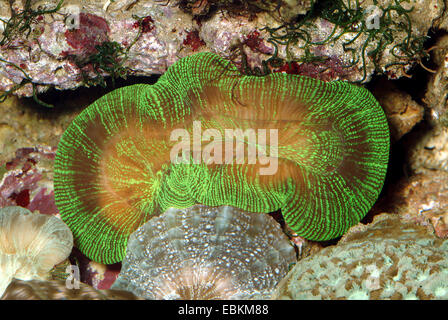 Grüne offene Hirnkoralle, Pacific Rose Coral (Trachyphyllia Geoffroyi), erhöhte Ansicht Stockfoto