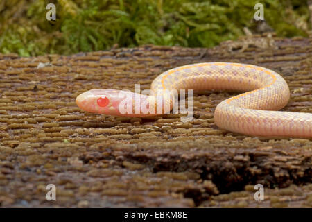 Karierte Strumpfband-Schlange (Thamnophis Marcianus), albino Stockfoto