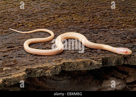 Karierte Strumpfband-Schlange (Thamnophis Marcianus), albino Stockfoto