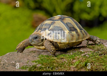 Hermanns Schildkröte, Griechische Schildkröte (Testudo Hermanni), zu Fuß Stockfoto