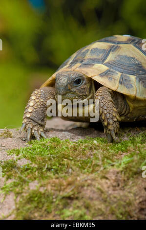 Hermanns Schildkröte, Griechische Schildkröte (Testudo Hermanni), zu Fuß Stockfoto