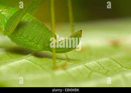 gesprenkelte Bushcricket (Leptophyes Punctatissima), weibliche sitzt auf einem Blatt, Legebohrer, Deutschland Stockfoto