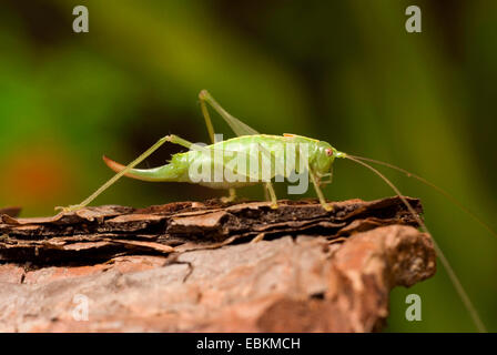 Südlichen Eiche Bush Cricket (Meconema Meridionale), sitzen auf Rinde, Deutschland Stockfoto