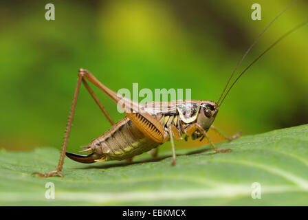 Roesel Bushcricket (Metrioptera Roeselii), weibliche sitzt auf einem Blatt, Deutschland Stockfoto