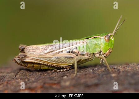 gemeinsamen grünen Grashüpfer (Omocestus Viridulus), sitzt auf einem Stein, Deutschland Stockfoto