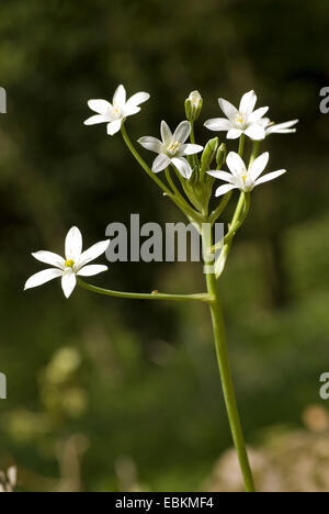 Sleepydick, Stern von Bethlehem (Ornithogalum Umbellatum), Blütenstand Stockfoto