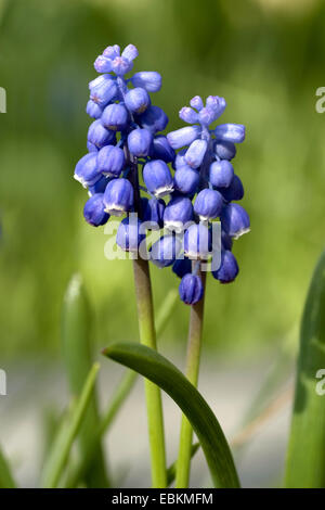 kleine Trauben Hyazinthe, gemeinsame Grape Hyacinth (Muscari Botryoides), blühen Stockfoto