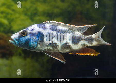 Livingstones Haplochromis (Nimbochromis Livingstonii), Männlich Stockfoto