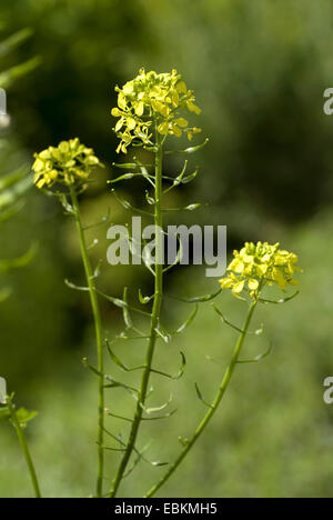 weißer Senf (Sinapis Alba), Blütenstand Stockfoto