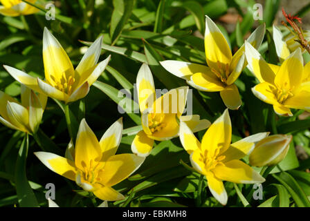 Tarda-Tulpe (Tulipa Tarda), blühen, späte Tulpe Stockfoto