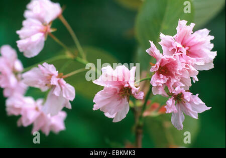 orientalische Kirsche (Prunus Serrulata 'Kanzan', Prunus Serrulata Kanzan), Sorte Kanzan Stockfoto