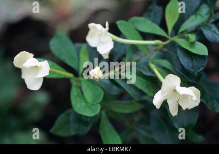 Dame der Nacht (Brunfelsia Americana), blühende Zweig Stockfoto