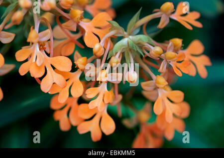 Habenaria (Habenaria Rhodocheila), Blumen Stockfoto