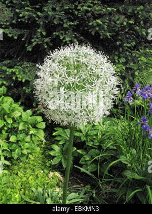 Lauch (Allium "Mount Everest", Allium Mount Everest), Sorte Mount Everest, blühen Stockfoto