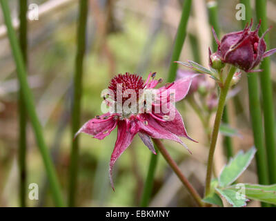 Sumpf-Fingerkraut, Marsh fünffingrige, lila Fingerkraut (Potentilla Palustris, Comarum Palustre), Blume, Deutschland Stockfoto