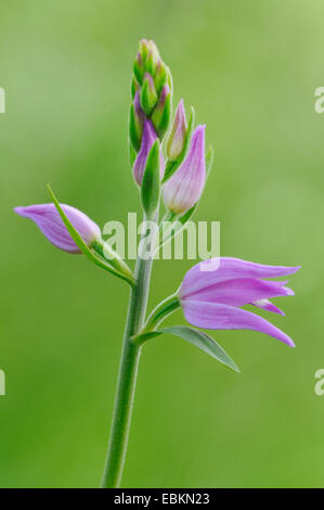 Red Helleborine (Cephalanthera Rubra), Blütenstand, Deutschland Stockfoto