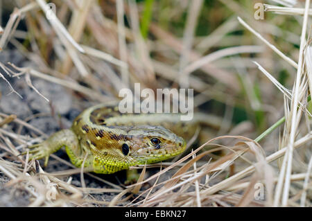 Zauneidechse (Lacerta Agilis), weibliche vor Rückzug, Deutschland Stockfoto