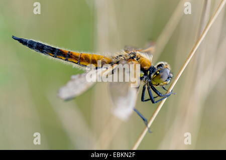 vier-spotted Libellula, vier-spotted Chaser, vier Spot (Libellula Quadrimaculata), auf einem Rasen Stiel, Deutschland Stockfoto