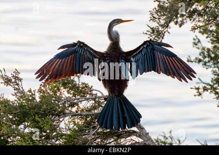 Australische Darter (Anhinga Novaehollandiae), Trocknung ist Flügel, Australia, Western Australia Stockfoto