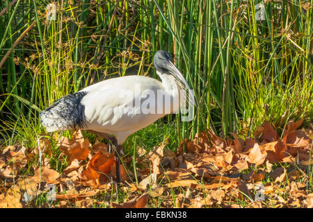 Australische weißer Ibis (Threskiornis Molukken), vor Papyrus Segge, Australia, Western Australia Stockfoto