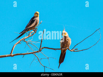 Nymphensittich (Nymphicus Hollandicus), zwei Nymphensittiche auf einem Zweig, Australia, Western Australia, Paraburdoo Stockfoto