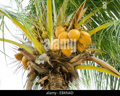 Kokospalme (Cocos Nucifera), mit Früchten, Singapur Stockfoto