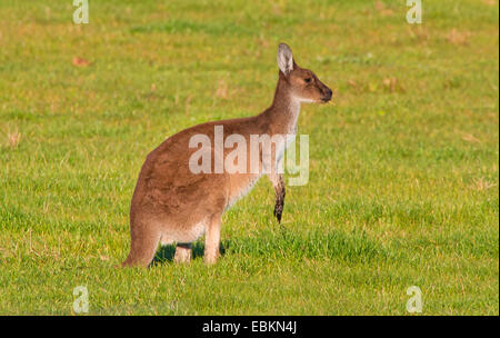 westliche graue Känguru (Macropus Fuliginosus), weiblich in eine Wiese, Australia, Western Australia, Esperance Stockfoto