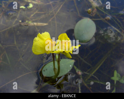 westlichen stehenden (Utricularia Australis), blühen, Deutschland Stockfoto