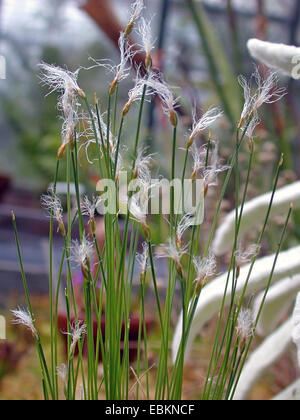 Alpine blattlosen-Rohrkolben (Trichophorum Alpinum), blühen, Deutschland Stockfoto