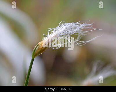 Alpine blattlosen Rohrkolben (Trichophorum Alpinum), Blütenstand, Deutschland Stockfoto