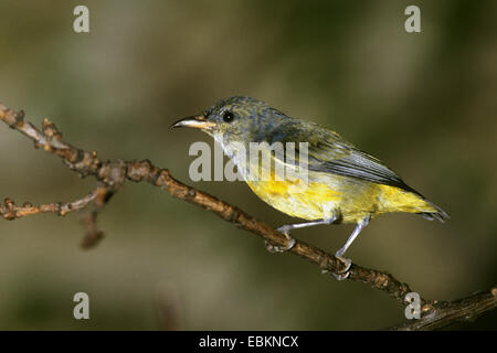 Orange-bellied Flowerpecker (Dicaeum Trigonostigma), weibliche sitzt auf einem Blatt Stockfoto