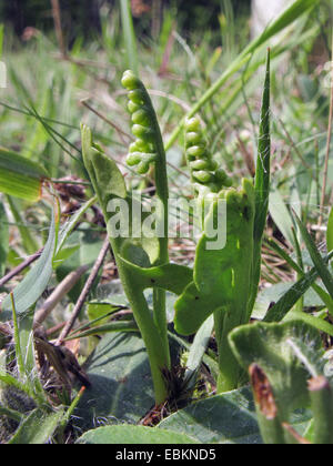 Mondrauten Traube-Farn (Botrychium Lunaria), auf einer Wiese, Deutschland, Nordrhein-Westfalen Stockfoto