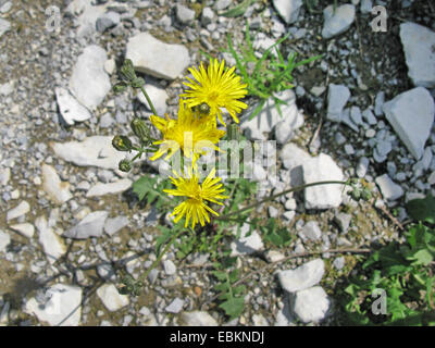 Schnabel des Falken-Bart (Crepis Vesicaria Subspecies Taraxacifolia, Crepis Taraxacifolia), blühen, Deutschland, Nordrhein-Westfalen Stockfoto