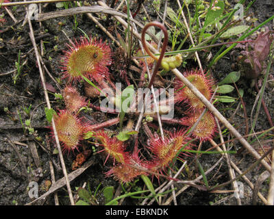 Runde-leaved Sonnentau, Roundleaf Sonnentau (Drosera Rotundifolia), Einzelpflanze in einer, Deutschland, Nordrhein-Westfalen Stockfoto