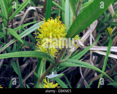 getuftete Blutweiderich, m Wasser Gilbweiderich (Lysimachia Thyrsiflora), blühen, Deutschland, Nordrhein-Westfalen Stockfoto