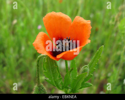 gefiederten Mohn, stachelige Mohnblume (Papaver Argemone), Blume, Deutschland, Nordrhein-Westfalen Stockfoto