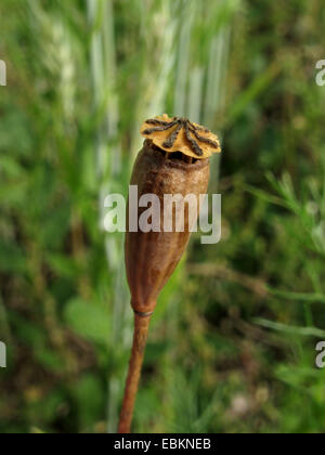 Gelb-entsaftet Poppy, Long-headed Mohn, Feld Mohn (Papaver Lecoqii, Papaver Dubium SSP. Lecoqii), blühen in einem Maisfeld, Deutschland, Nordrhein-Westfalen Stockfoto