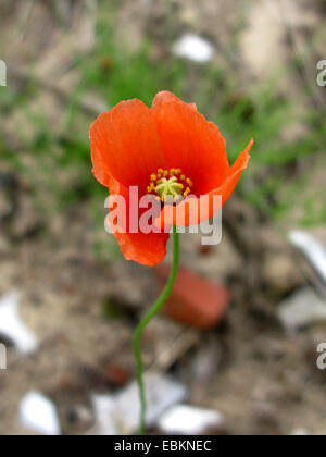 Long-headed Mohn, Mohn (Papaver Dubium, Papaver Dubium SSP. Dubium), Feldblume, Deutschland, Nordrhein-Westfalen Stockfoto