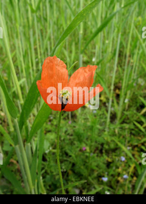 Gelb-entsaftet Poppy, Long-headed Mohn, Feld Mohn (Papaver Lecoqii, Papaver Dubium SSP. Lecoqii), blühen in einem Maisfeld, Deutschland, Nordrhein-Westfalen Stockfoto