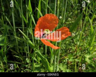 Gelb-entsaftet Poppy, Long-headed Mohn, Feld Mohn (Papaver Lecoqii, Papaver Dubium SSP. Lecoqii), blühen in einem Maisfeld, Deutschland, Nordrhein-Westfalen Stockfoto