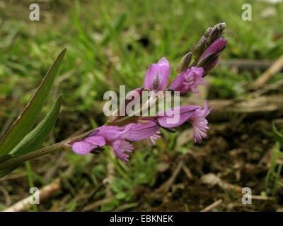 gemeinsamen Kreuzblume (Polygala Vulgaris) blüht, Deutschland, Nordrhein-Westfalen Stockfoto