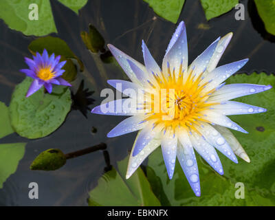 Seerose, Lily Pond (Nymphaea spec.), Blume mit Regentropfen, Singapur Stockfoto