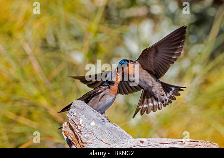 Willkommen Schwalbe (Hirundo Neoxena), Erwachsener ernährt sich jugendlich, Australia, Western Australia, Coral Bay Stockfoto