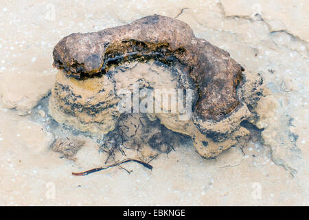 Stromatolithen in Shark Bay, Australien, westlichen Weintransporte, Hameln Stockfoto