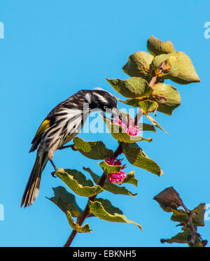 gelb-winged Honigfresser (Phylidonyris Novaehollandiae), auf den Feed, Australia, Western Australia, Dänemark Stockfoto