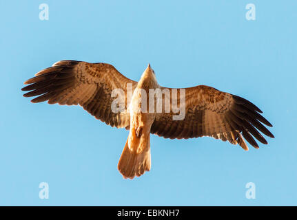 Pfeifen Sie Kite (Milvus Sphenurus, Haliastur Sphenurus), im Flug, Australien, Western Australia Stockfoto