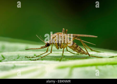 Banded Haus Mücke, Banded Mücke, Ring-footed Mücke (meistens vorkommende, Theobaldia meistens), sitzt auf einem Blatt, Deutschland Stockfoto