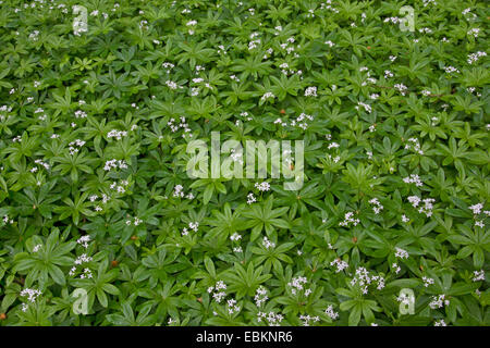 Waldmeister (Galium Odoratum), blühen, Deutschland, Bayern Stockfoto